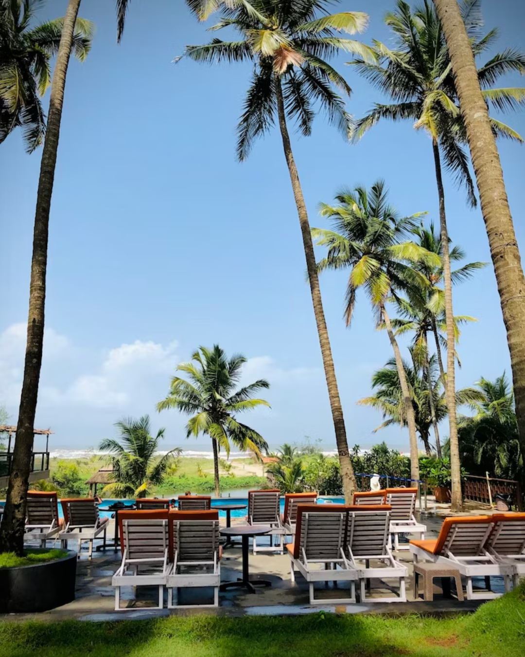palm trees and lawn chairs by the pool
